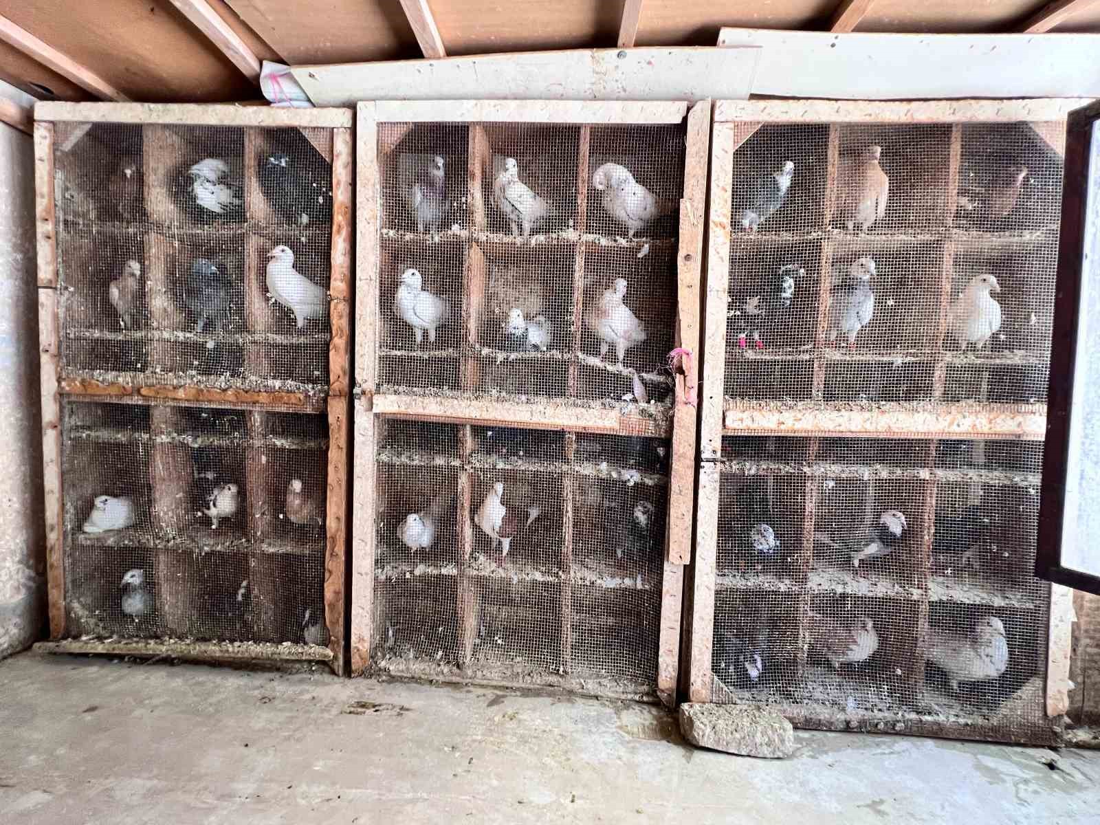 Depremde 170 güvercini telef oldu, kuş sevdası geçmedi
