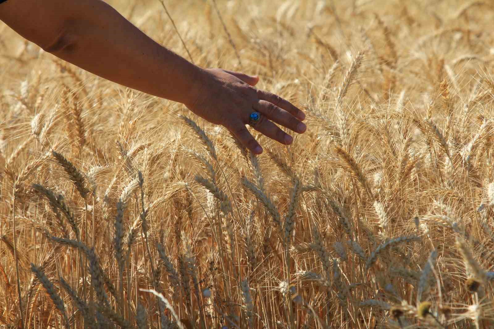 Makarnalık buğdayın fiyatı arttı ekmeklik aynı kaldı
