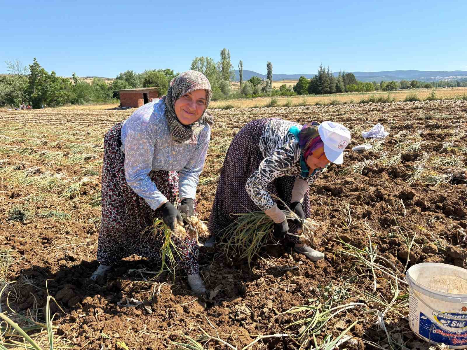 Dünyaca ünlü Taşköprü sarımsağında hasat dönemi başladı
