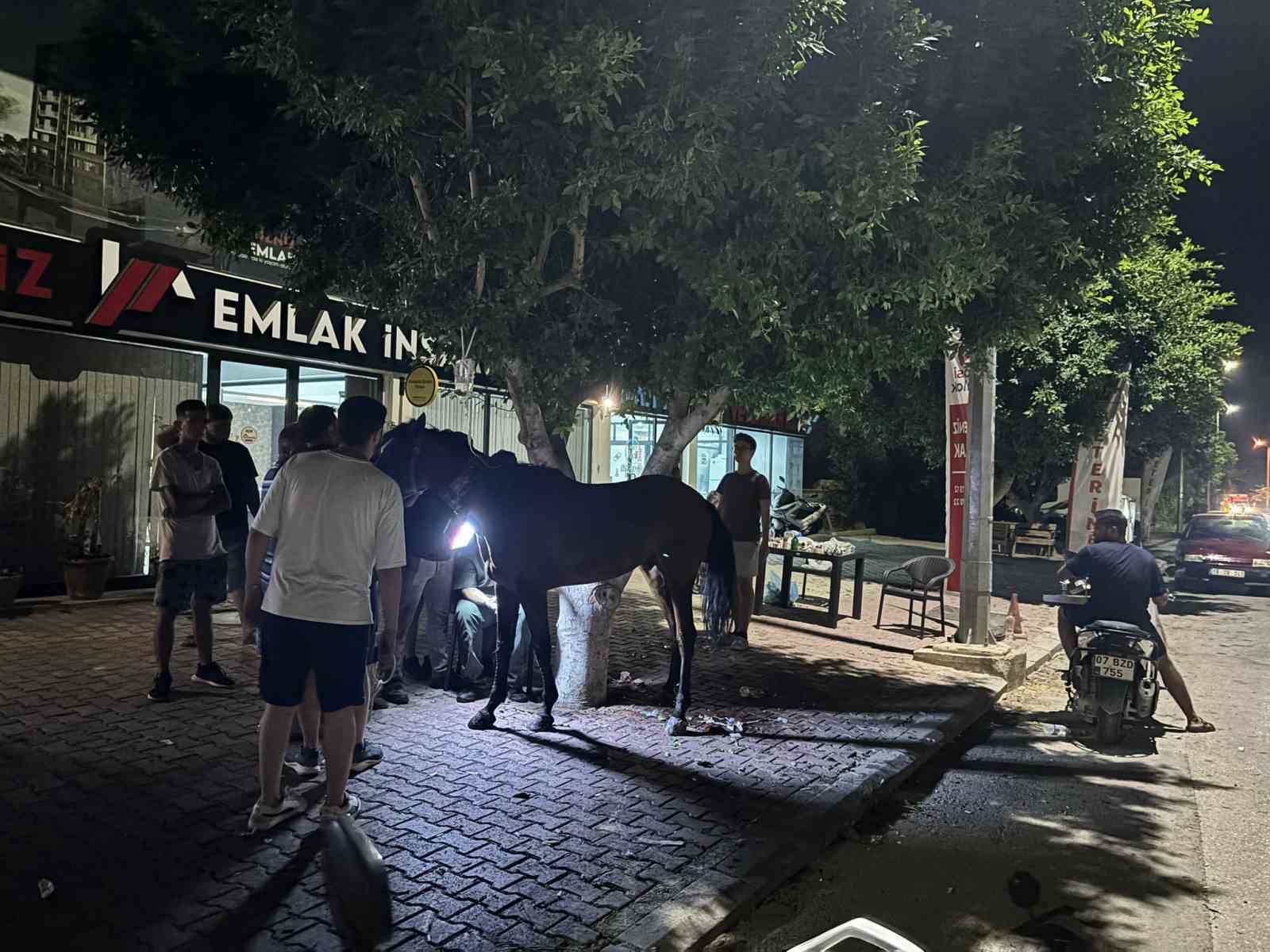 Başıboş gezen at kazaya neden oldu: 3 kişi yaralandı
