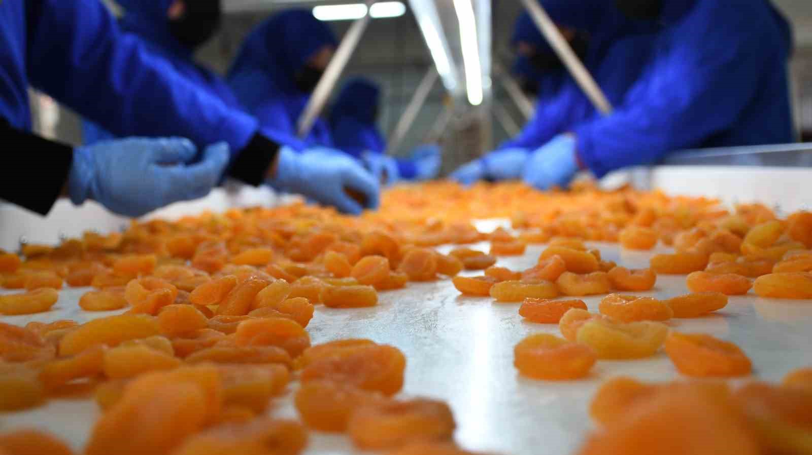 Kuru kayısı dış ticaretinde düşüş sürüyor