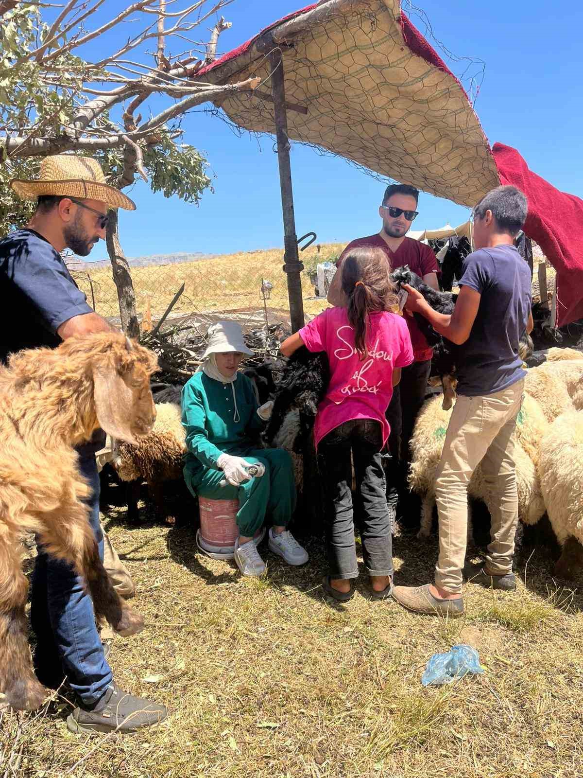 Şırnak&rsquo;ta k&uuml;&ccedil;&uuml;kbaş hayvanların k&uuml;pe ve aşıları yapıldı
