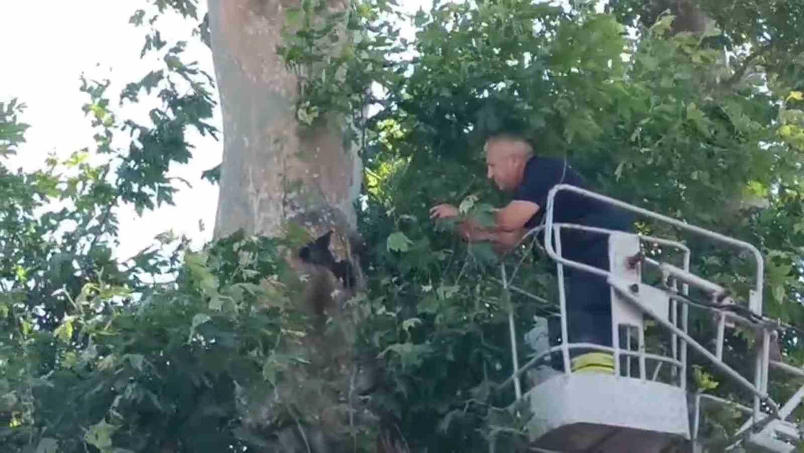 İple ağaçta asılı kalan karga kurtarıldı