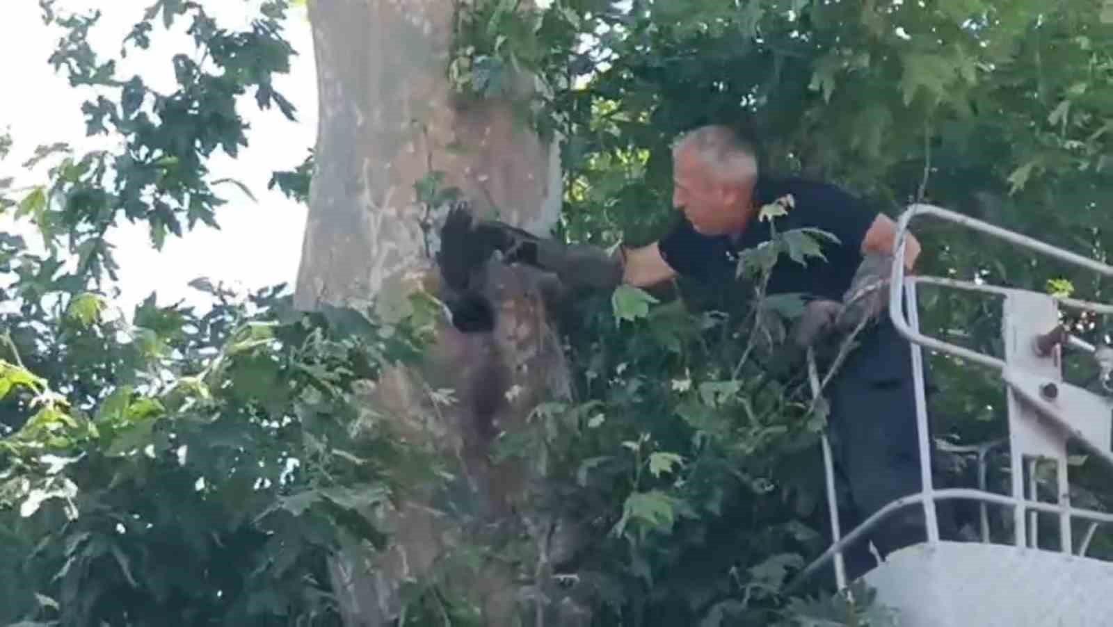 İple ağa&ccedil;ta asılı kalan karga kurtarıldı
