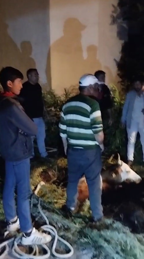 Kars’ta çukura düşen büyükbaş hayvan kurtarıldı