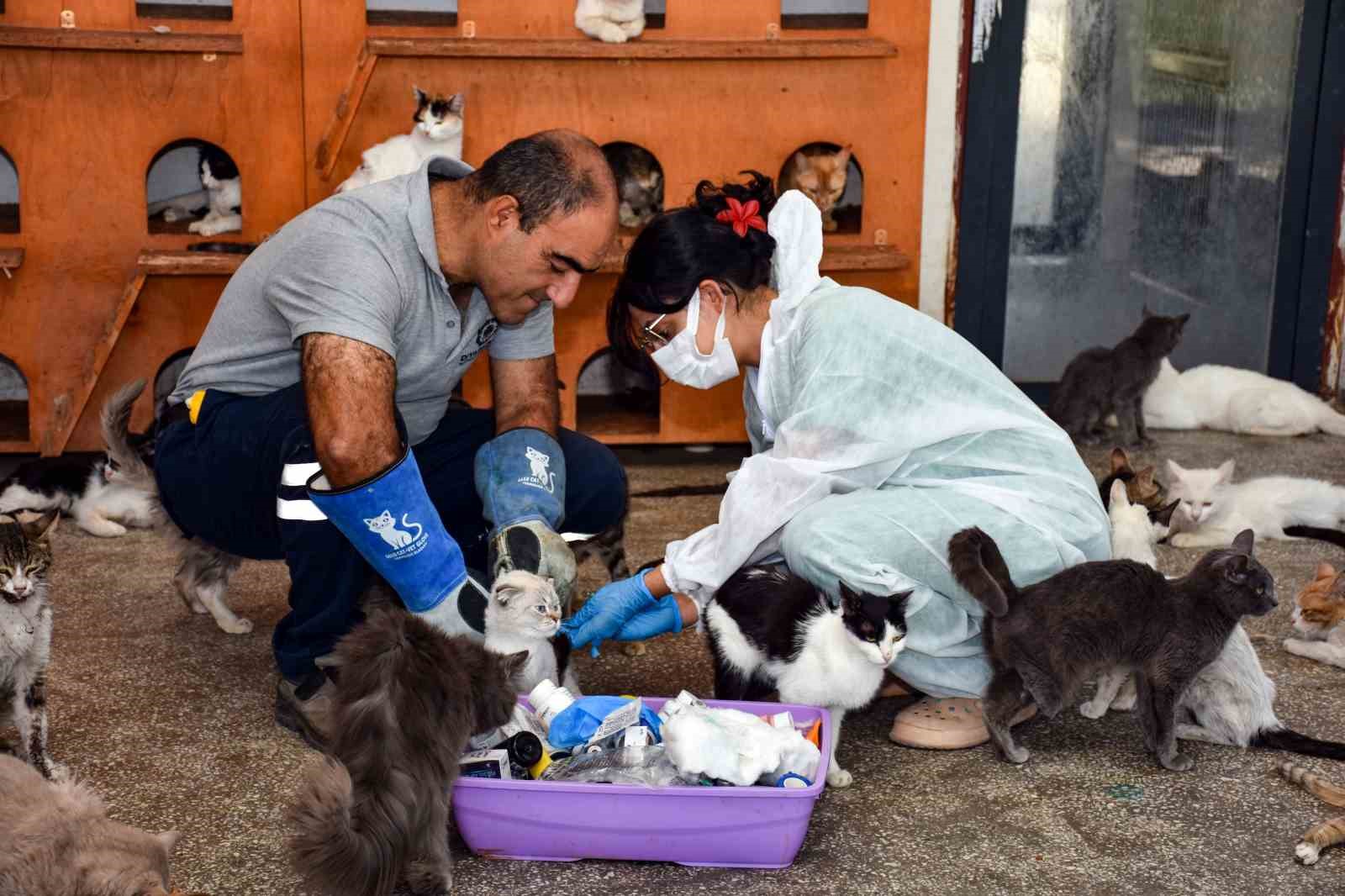 Diyarbakır&rsquo;da 6 ayda 10 bin hayvan ihbarına m&uuml;dahale
