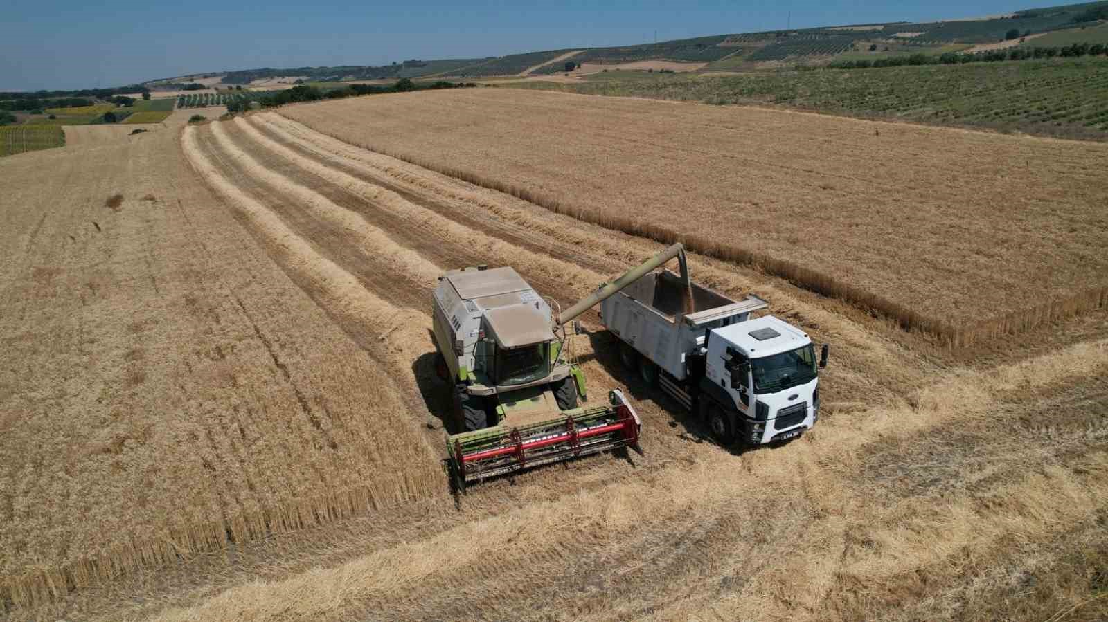 Nil&uuml;fer&rsquo;de buğday hasadı başladı
