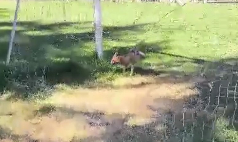 Futbol kalesi filesine sıkışan tilki ekipler tarafından kurtarıldı