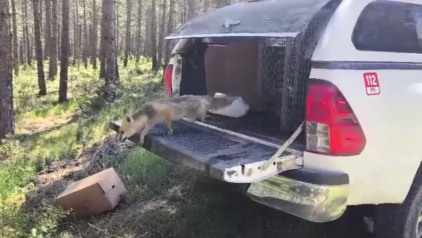 Futbol kalesi filesine sıkışan tilki ekipler tarafından kurtarıldı
