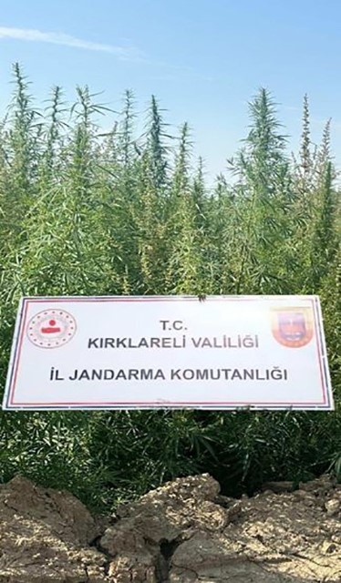 Kırklareli’nde 102 bin kök kenevir ele geçirildi