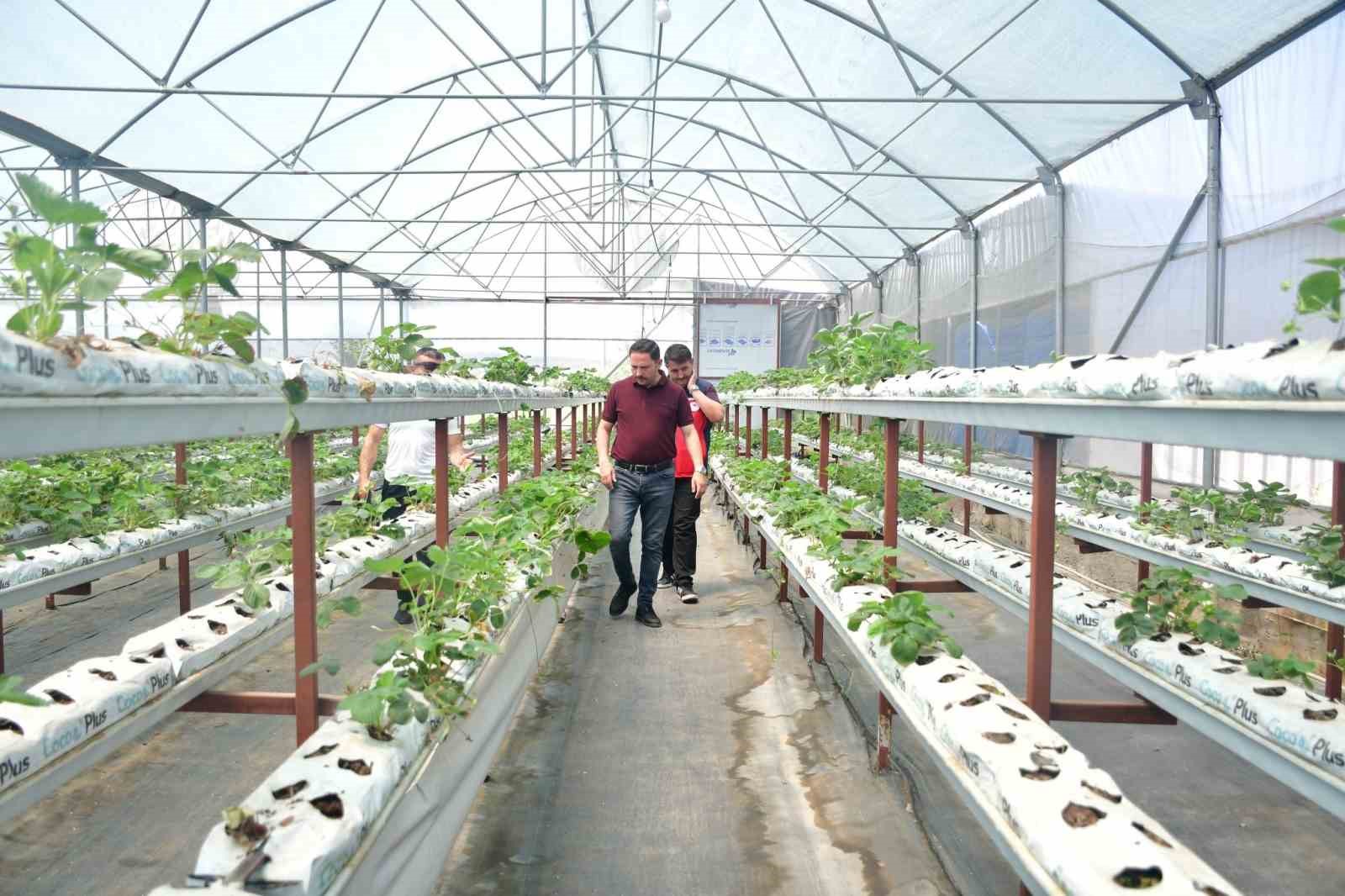 Kaymakam Kayabaşı Biga’da topraksız çilek üretimi yapan serayı ziyaret etti