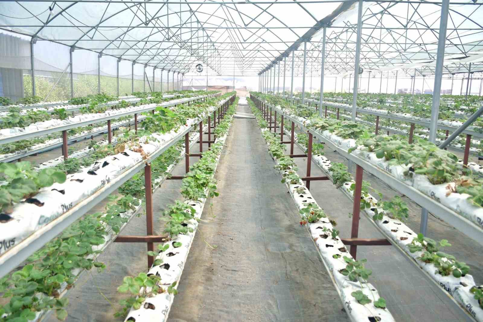 Kaymakam Kayabaşı Biga&rsquo;da topraksız &ccedil;ilek &uuml;retimi yapan serayı ziyaret etti
