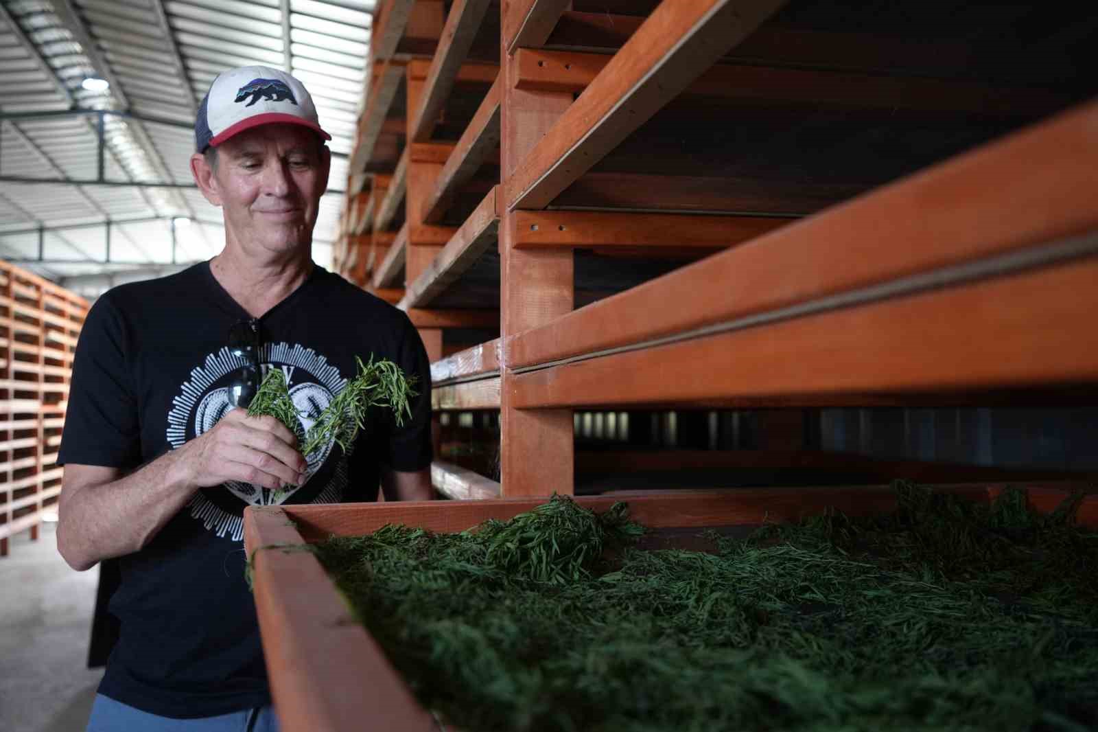 Coğrafi işaretli Bayburt tarhununa Amerika’dan talip çıktı: Yetiştirilen bütün tarhunlar Amerika’ya ihraç edilecek