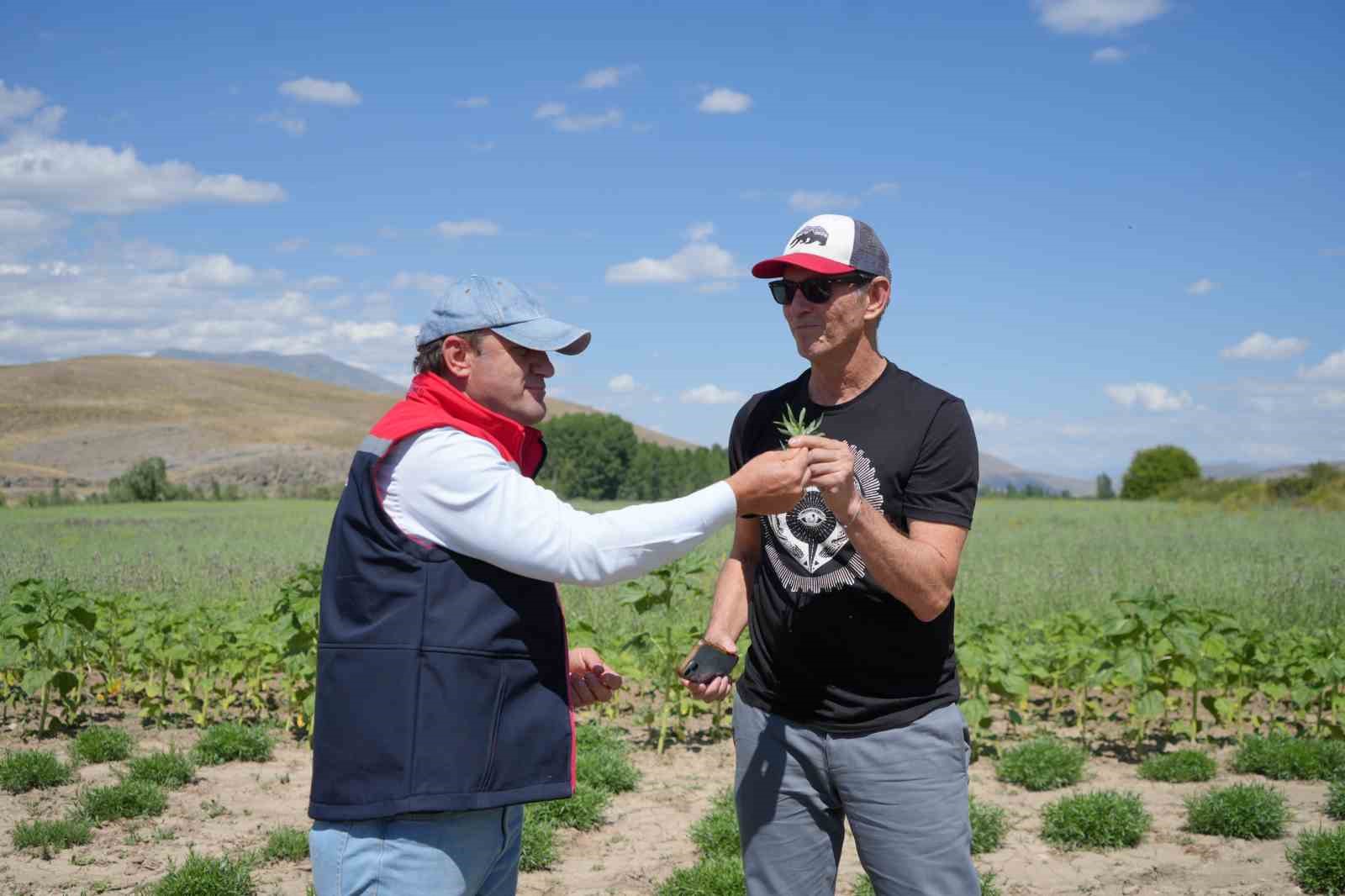 Coğrafi işaretli Bayburt tarhununa Amerika’dan talip çıktı: Yetiştirilen bütün tarhunlar Amerika’ya ihraç edilecek
