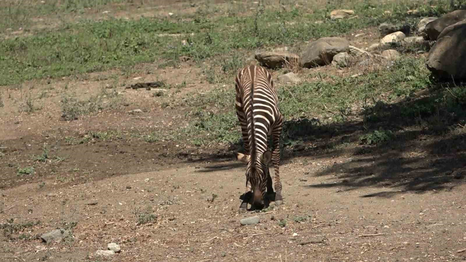 Bursa Hayvanat Bahçesi’nde zebra ailesi genişliyor