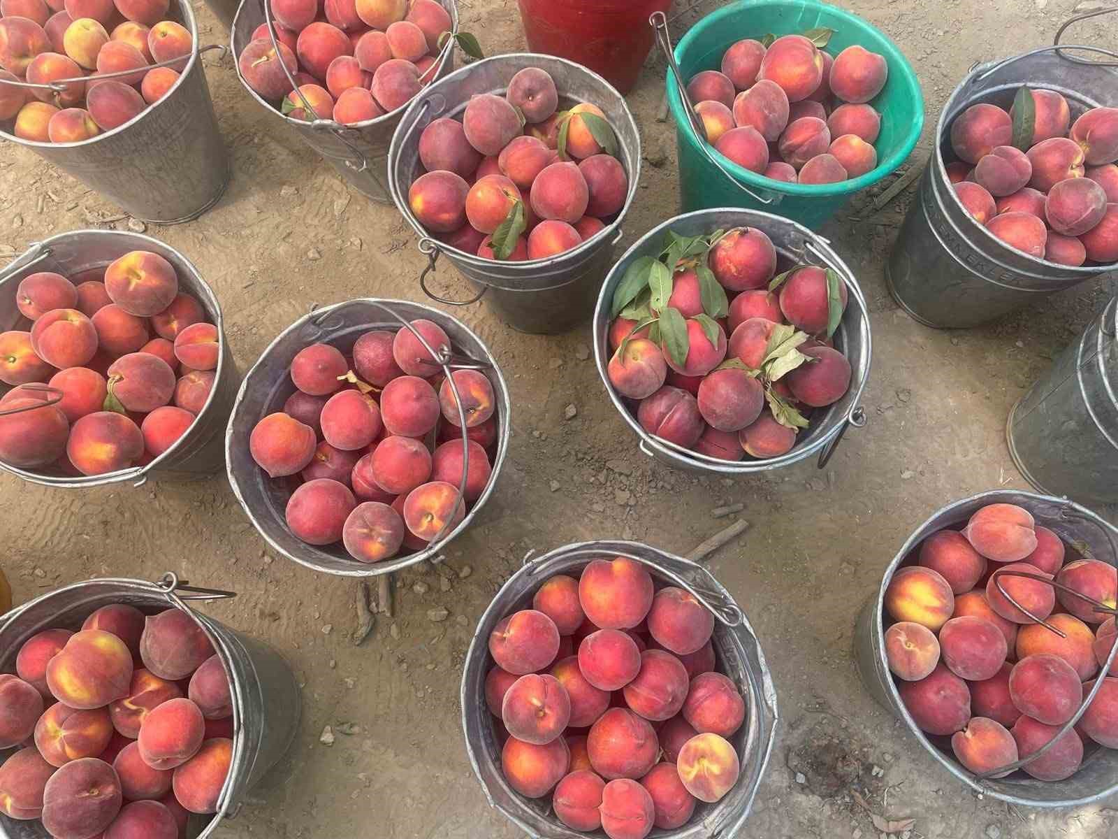 Bursa şeftalisinde hasat başladı çiftçi fiyattan memnun