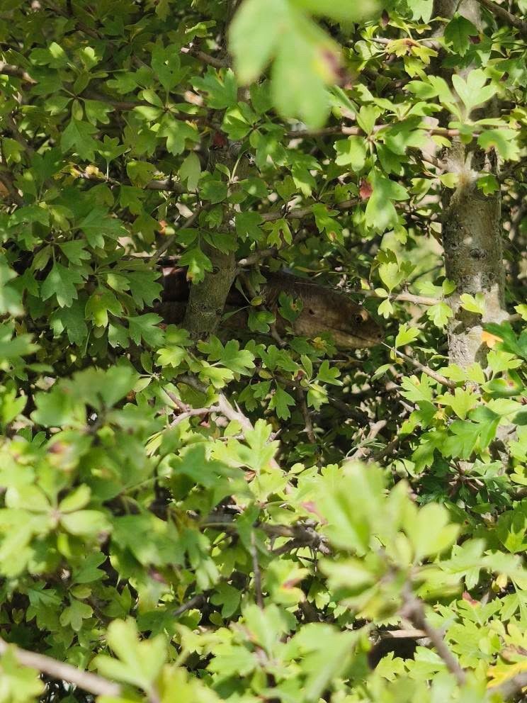 Yılana benzerliğiyle dikkat &ccedil;eken 1 bu&ccedil;uk metrelik kertenkele kameralara yakalandı
