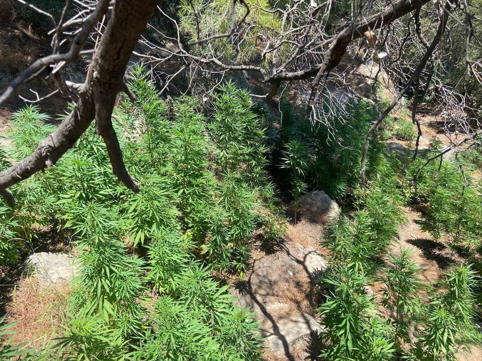 Söke’de 495 kök kenevir ele geçirildi