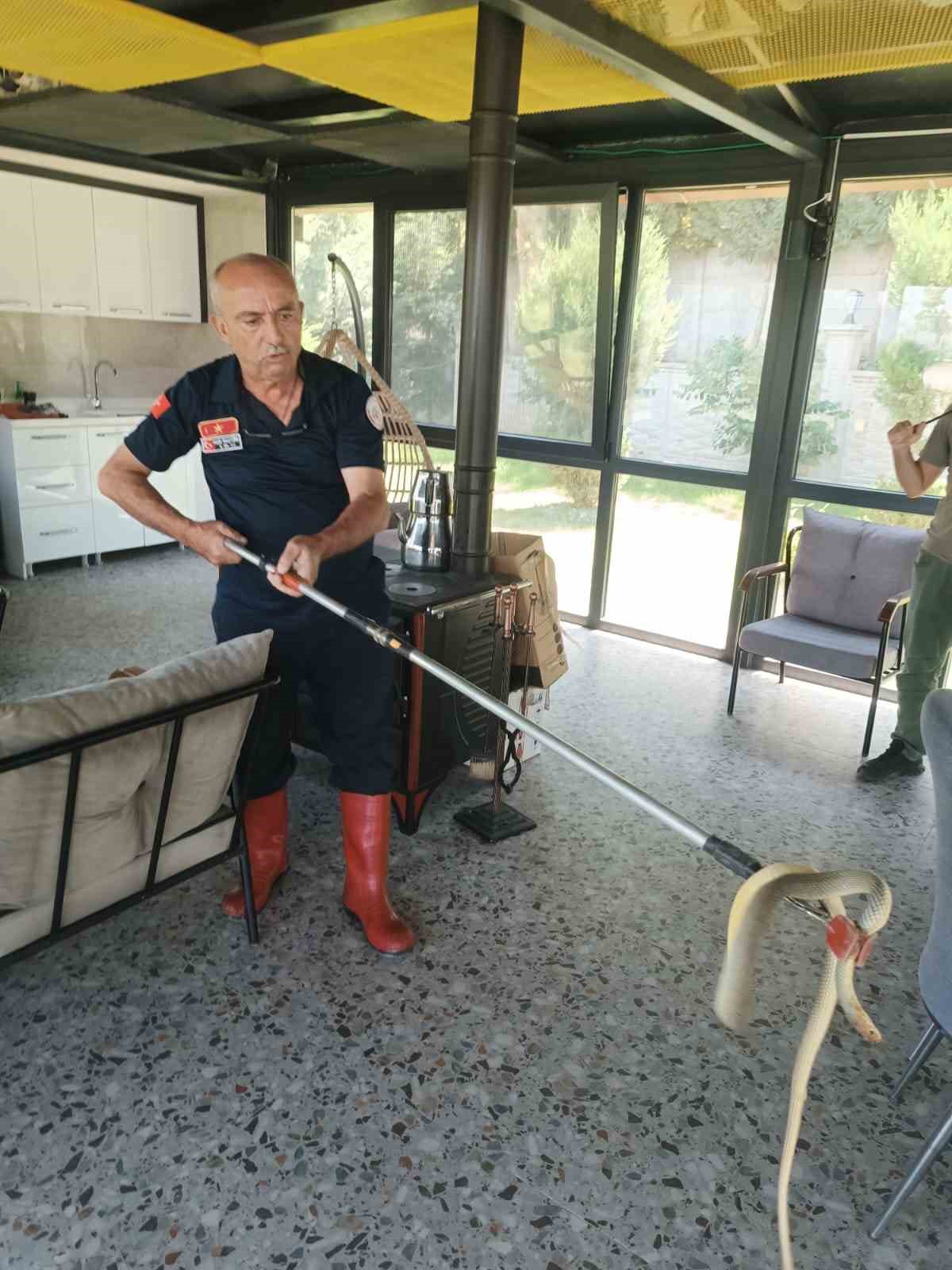 Afyonkarahisar&rsquo;da yılan paniği
