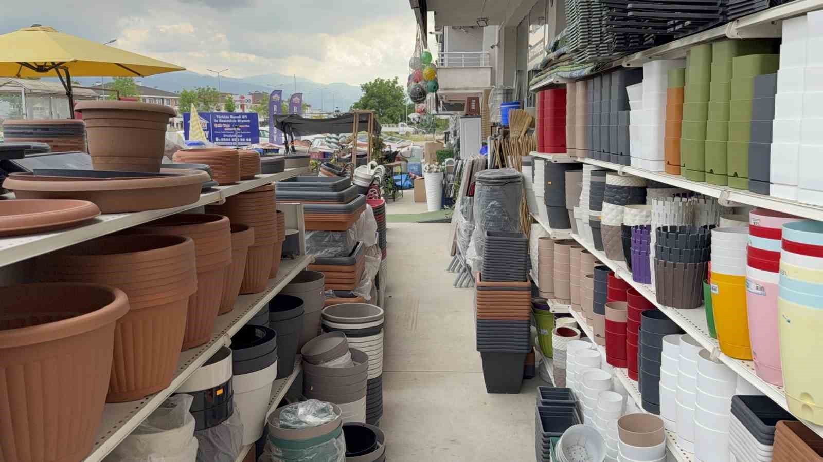 Kumru, saksının içine yuva yaptı
