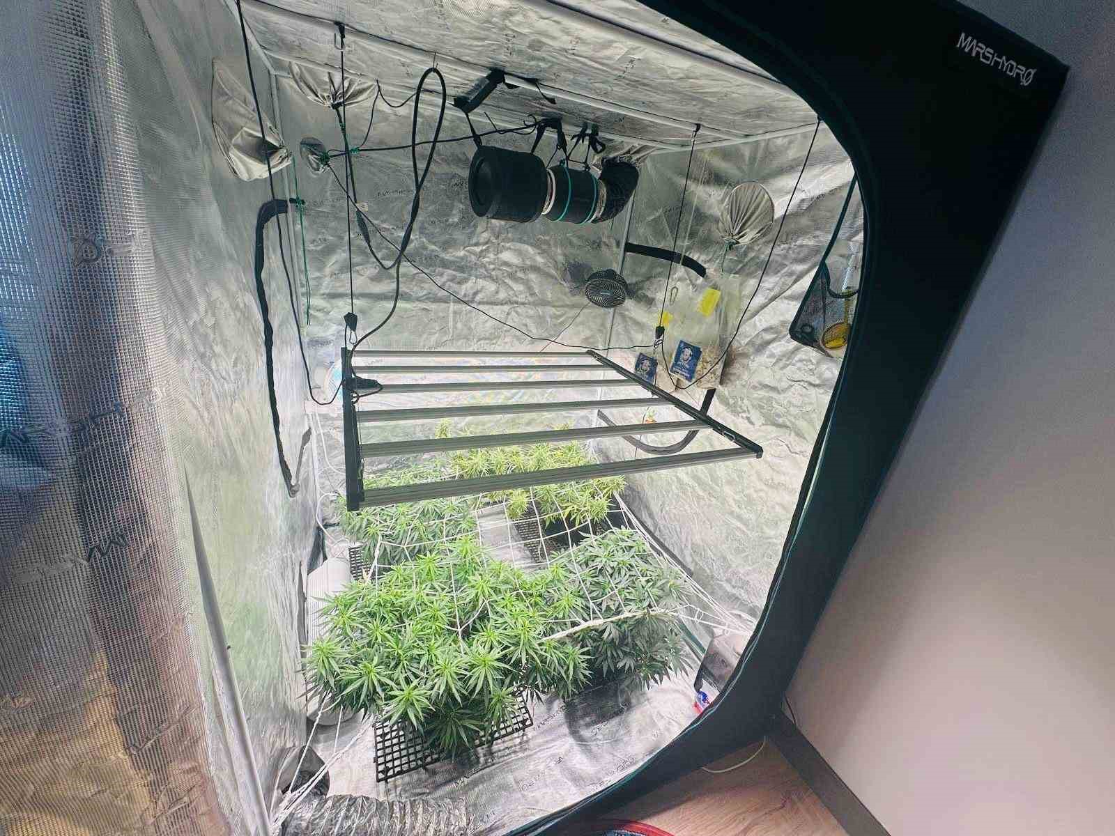 Kenevir yetiştirmek için kamp çadırını gizli sera yaptılar: 3 gözaltı