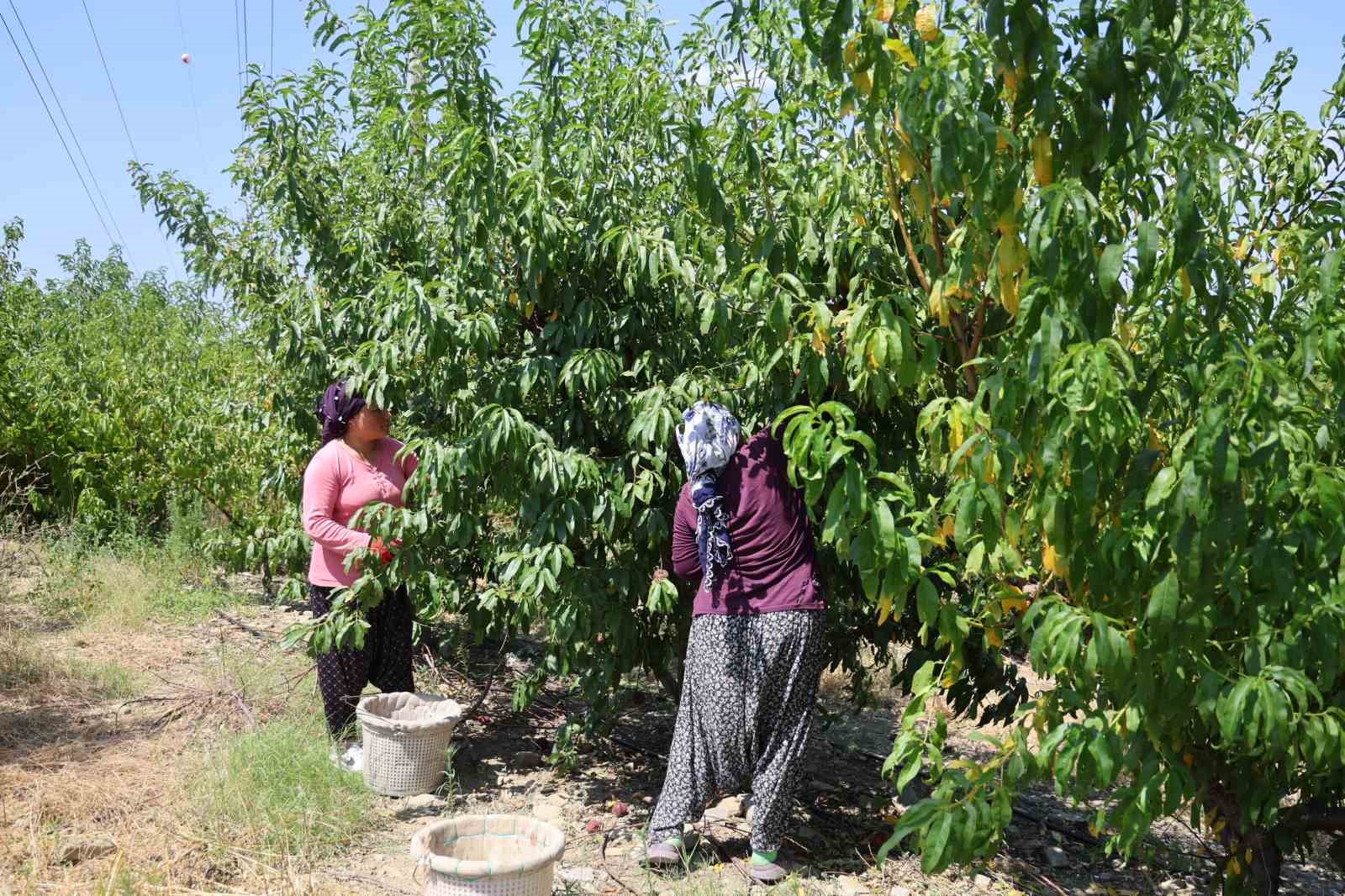 Adana’da şeftali hasadı başladı: Don vuran bahçelerde rekolte düştü