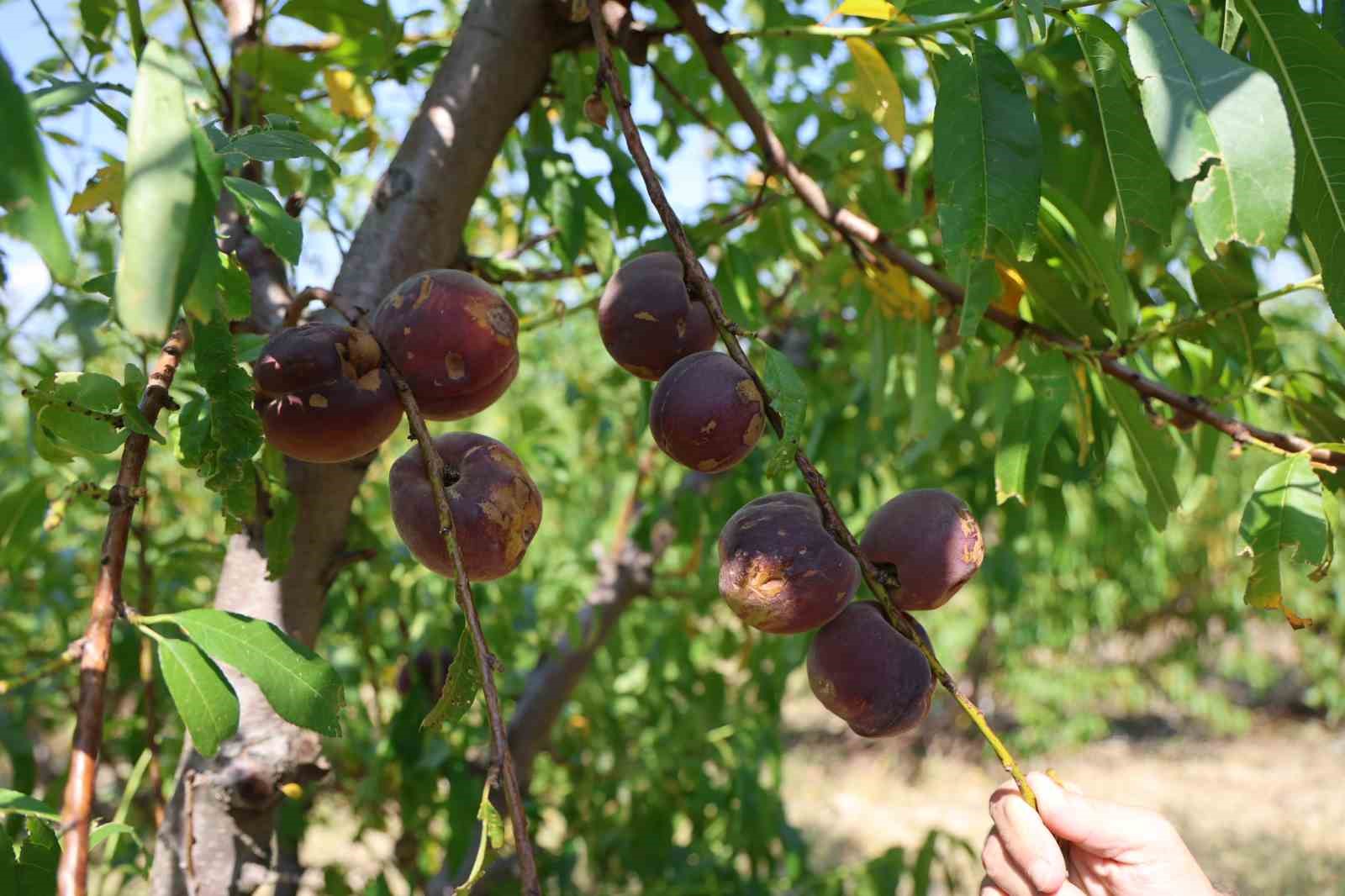 Adana&rsquo;da şeftali hasadı başladı: Don vuran bah&ccedil;elerde rekolte d&uuml;şt&uuml;
