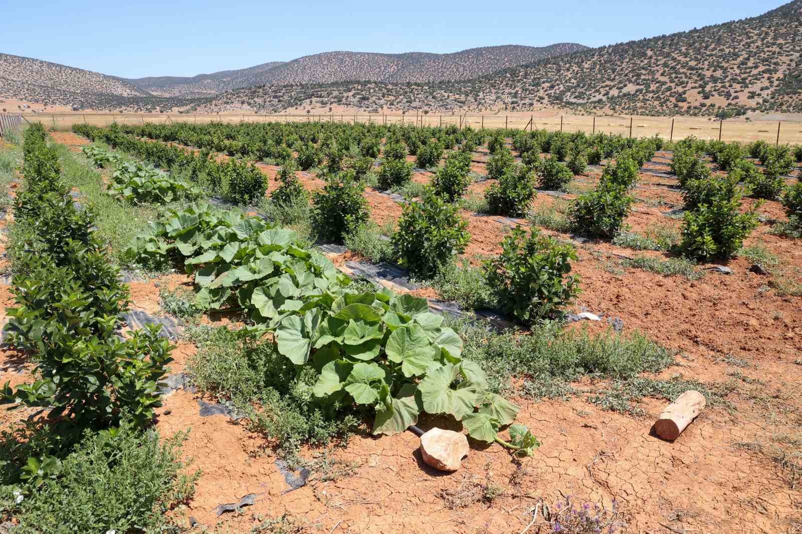 Susuzluk nedeniyle tarım yapılamayan il&ccedil;e arıtma suyuyla yeşerdi
