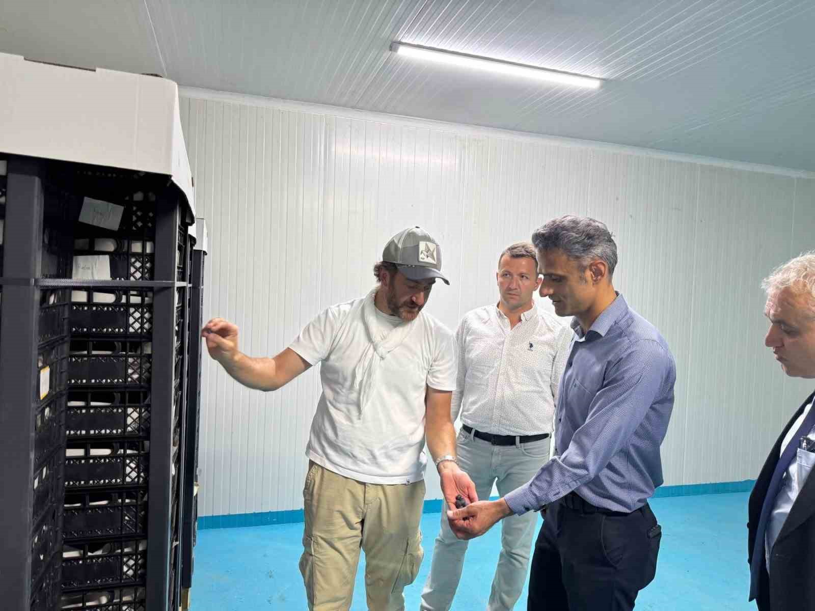 Kaymakam Kaya&rsquo;dan yaban Mersini &uuml;retim tesisine ziyaret
