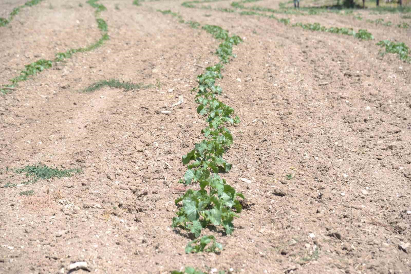 Kahramankazan’da ata tohumları toprakla buluştu