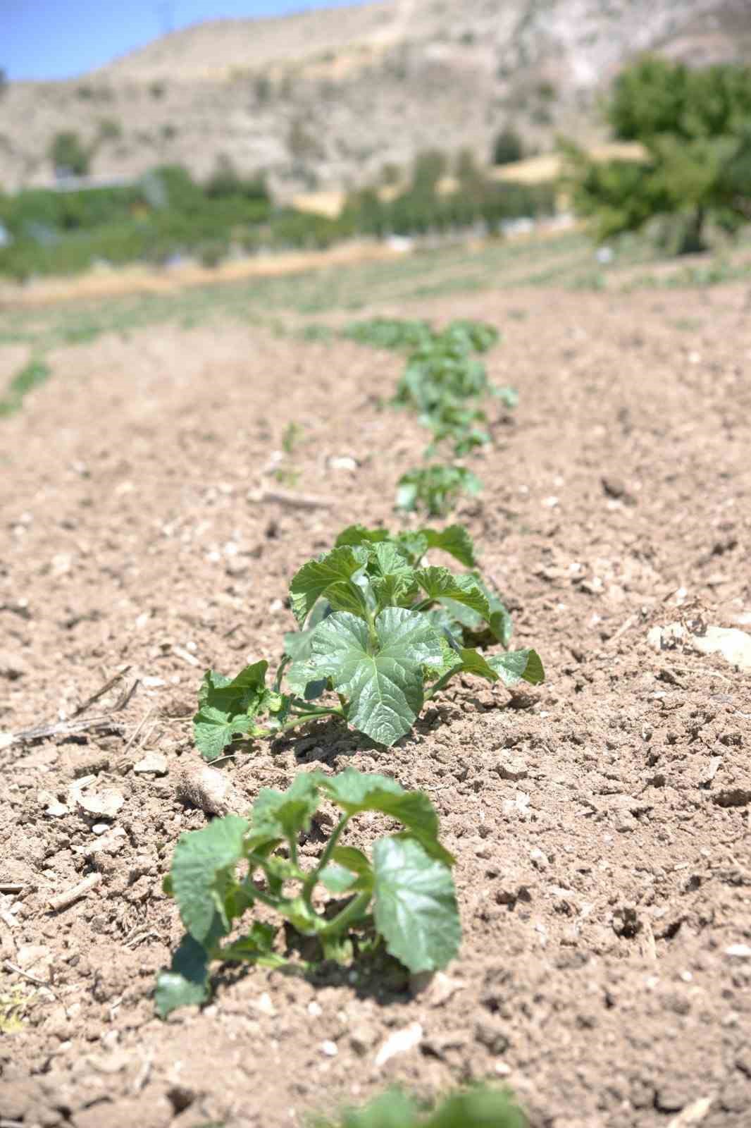 Kahramankazan&rsquo;da ata tohumları toprakla buluştu
