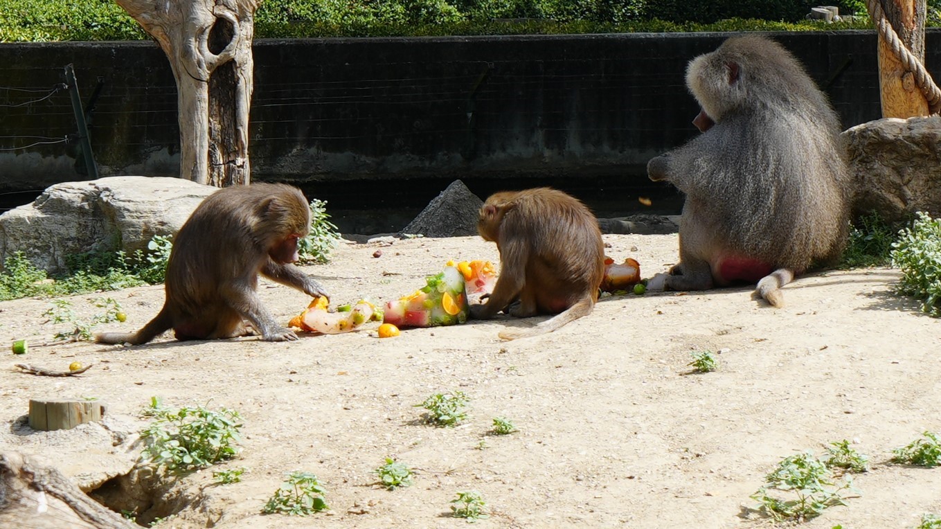 Sıcaktan bunalan hayvanların buzlu meyve keyfi