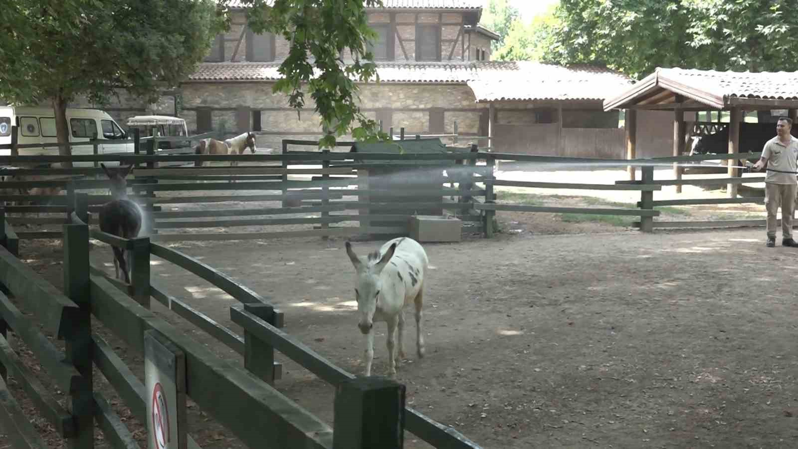 Sıcaktan bunalan hayvanların buzlu meyve keyfi
