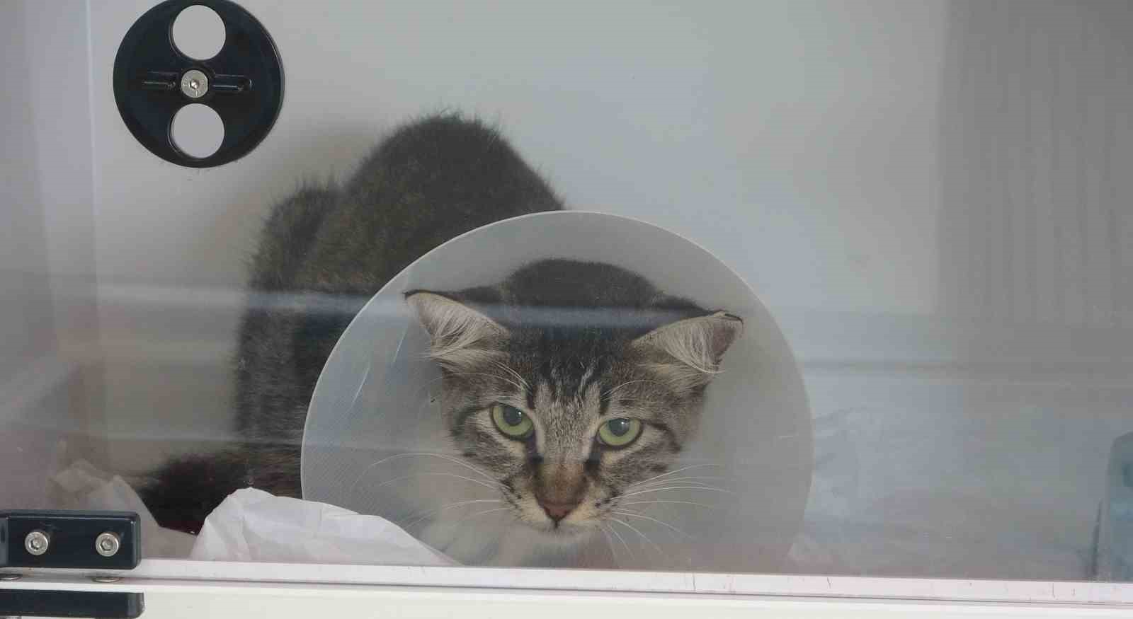 Sokak kedisini defalarca tekmeledi