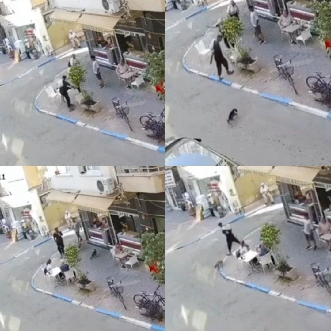 Sokak kedisini defalarca tekmeledi
