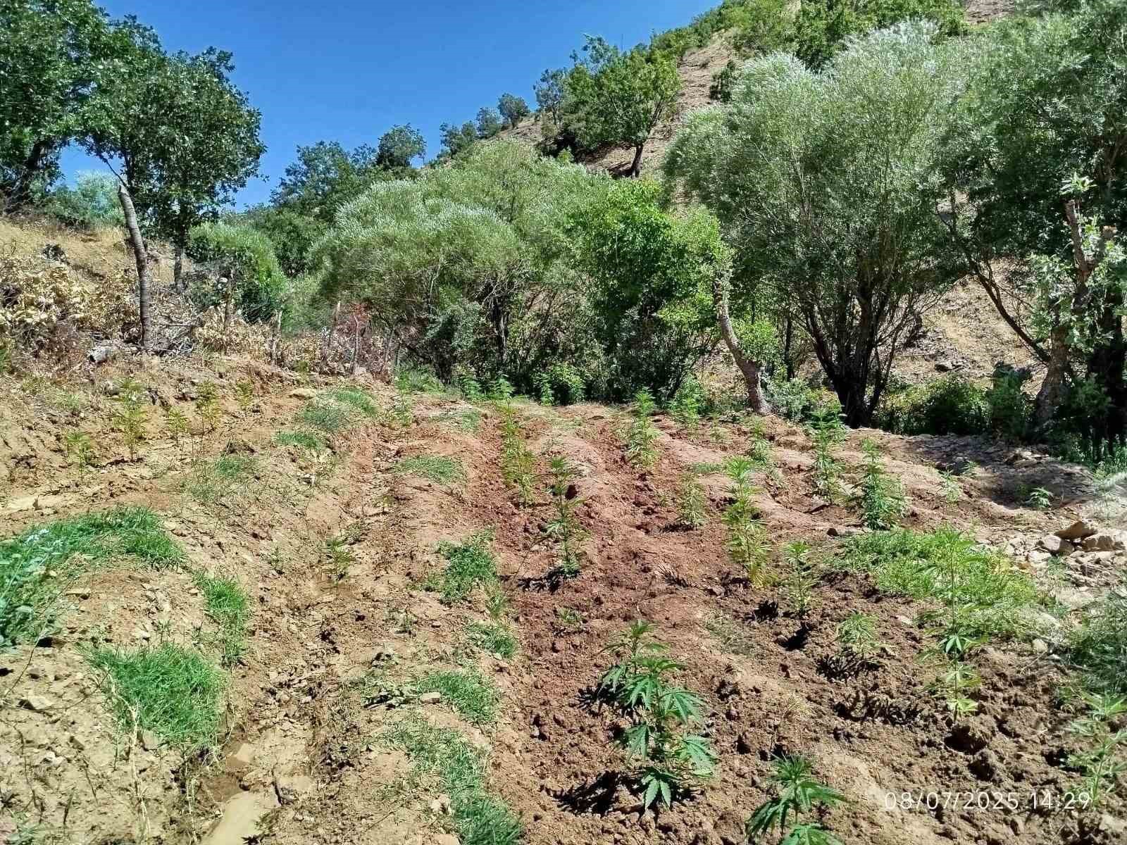 Bingöl’de 4 bin kök kenevir bitkisi ele geçirildi