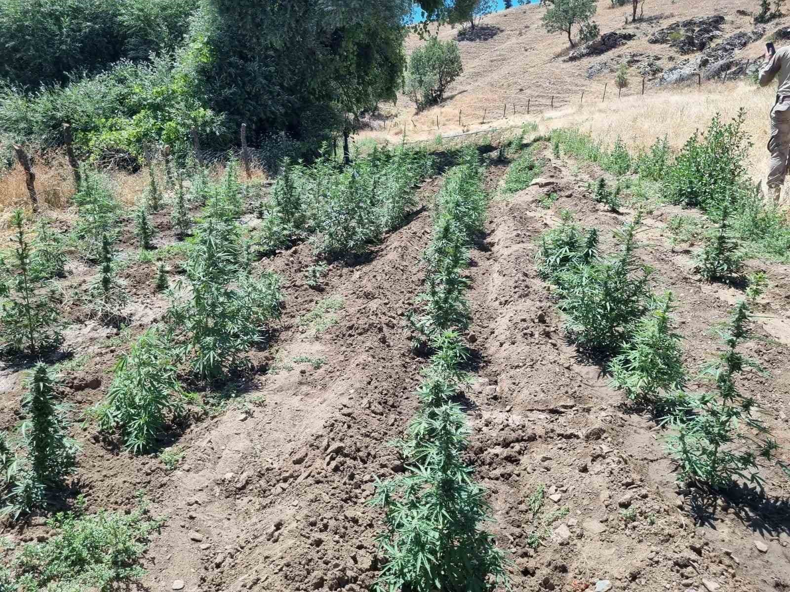 Bing&ouml;l&rsquo;de 4 bin k&ouml;k kenevir bitkisi ele ge&ccedil;irildi
