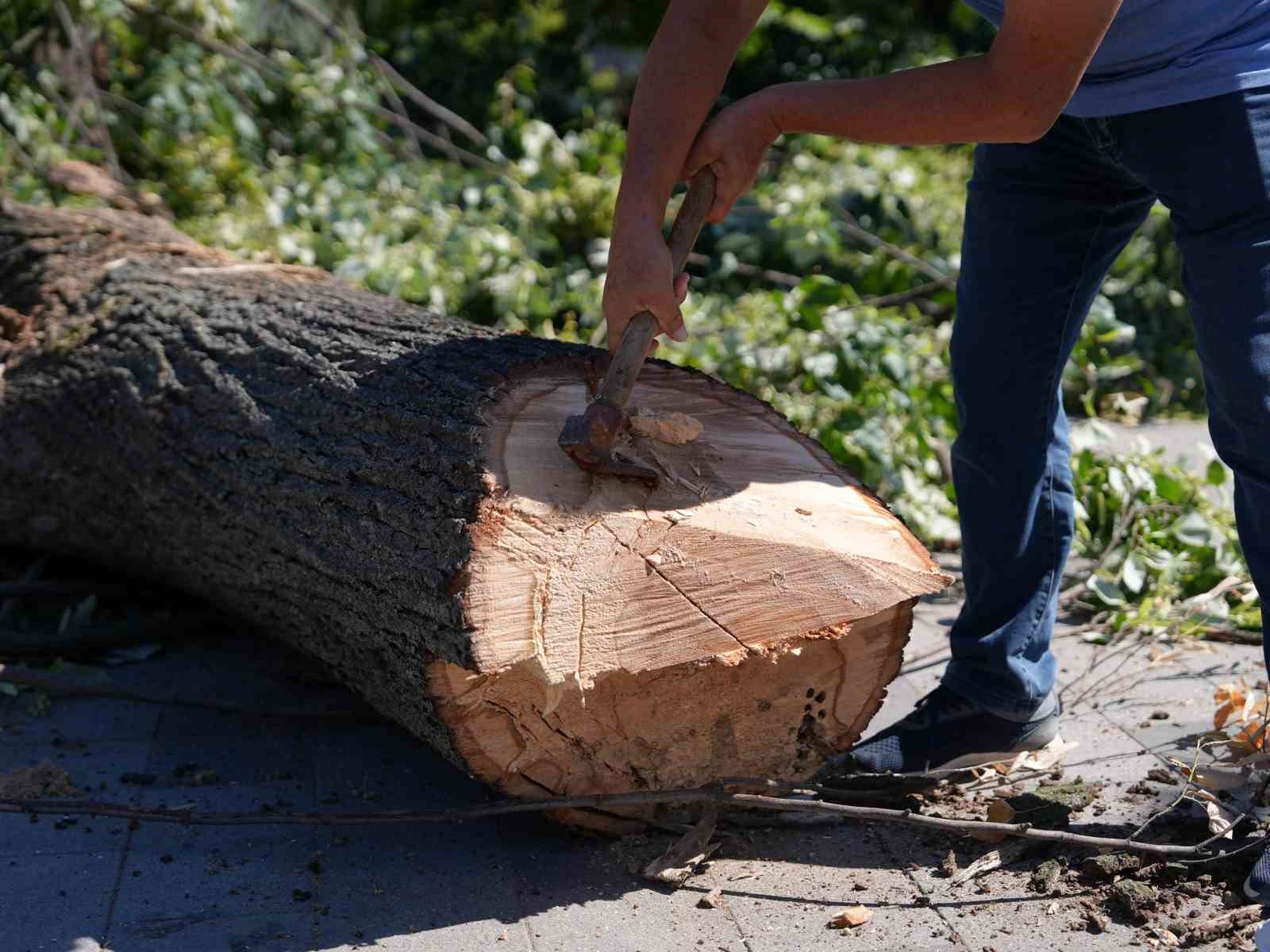 Bir kişi hayatını kaybetmişti: D&uuml;zce&rsquo;de tehlikeli ağa&ccedil; kaldırıldı
