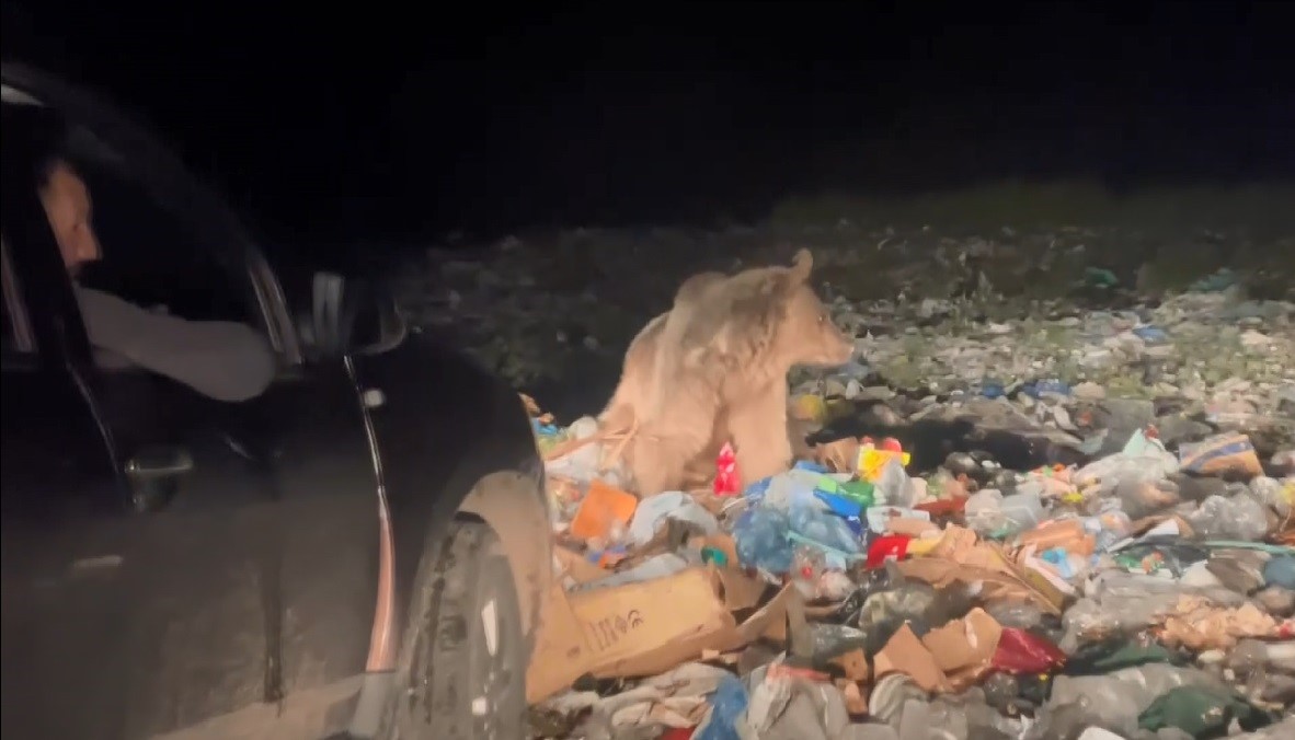 Sarıkamış’ta tehlikeye aldırış etmeden boz ayıları görüntülediler
