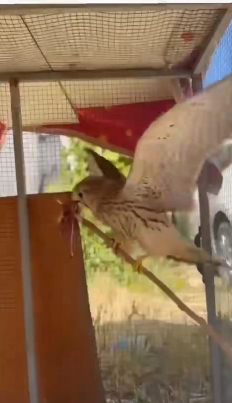 Vatandaşlar ve askerlerin bulduğu 3 kerkenez yavrusu doğaya salındı