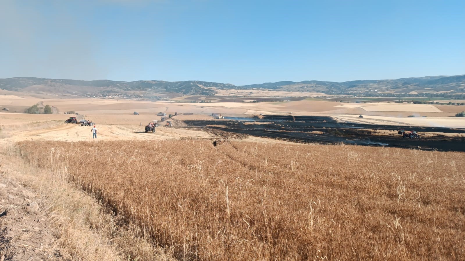 Alevlere teslim olan tarlalardaki ekinler küle döndü