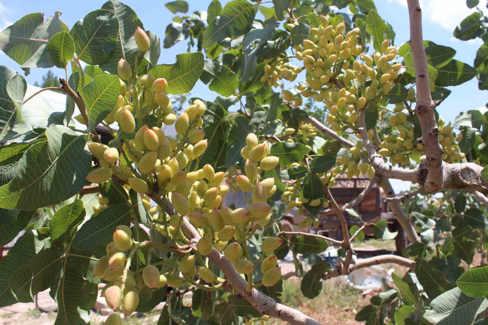 Siirt’te fıstık için rekolte tespit çalışmaları sürüyor