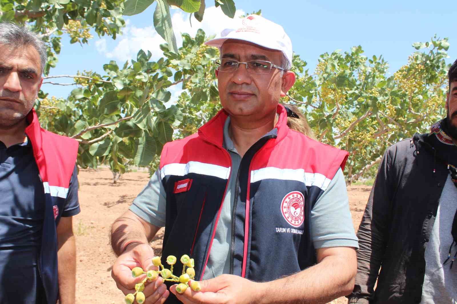 Siirt’te fıstık için rekolte tespit çalışmaları sürüyor