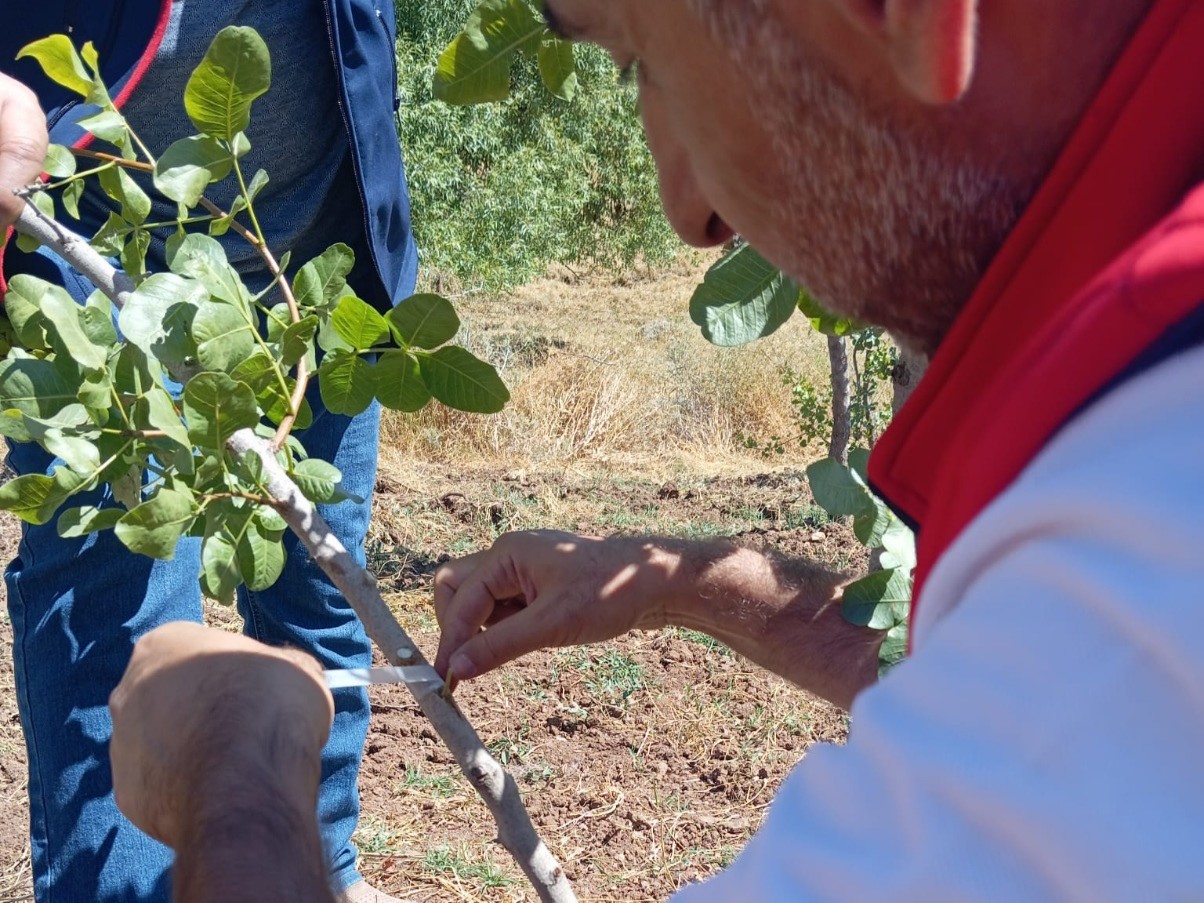 Siirt’te fıstık üreticilerine uygulamalı eğitim