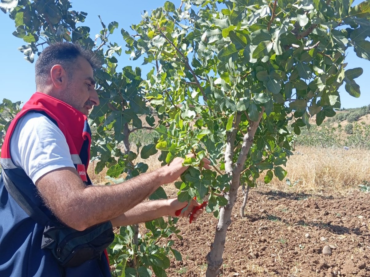 Siirt&rsquo;te fıstık &uuml;reticilerine uygulamalı eğitim
