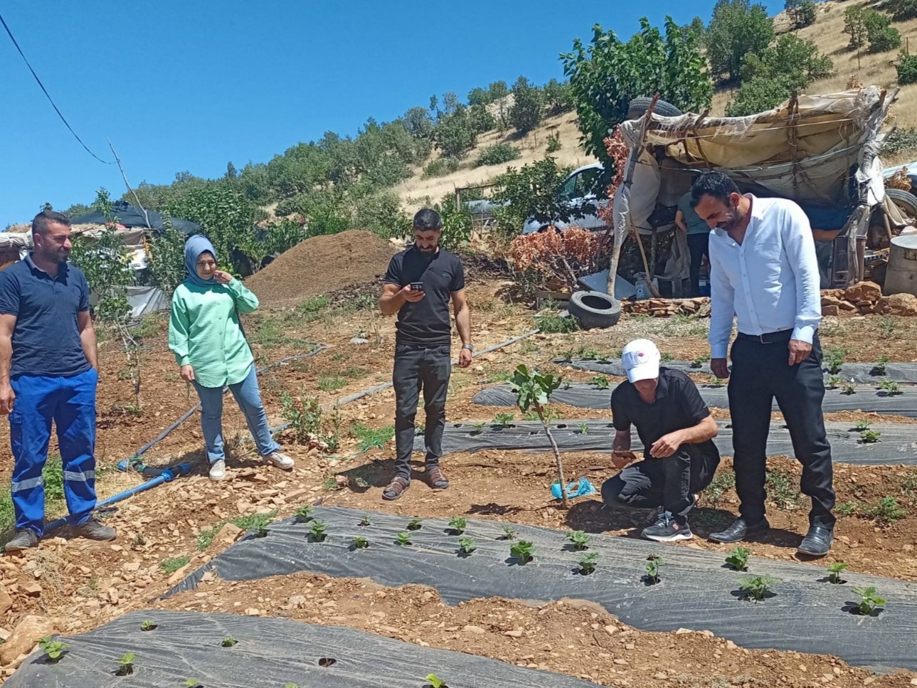 Siirt’te bitkisel üretim alanlarında hastalık ve zararlı takibi sürüyor