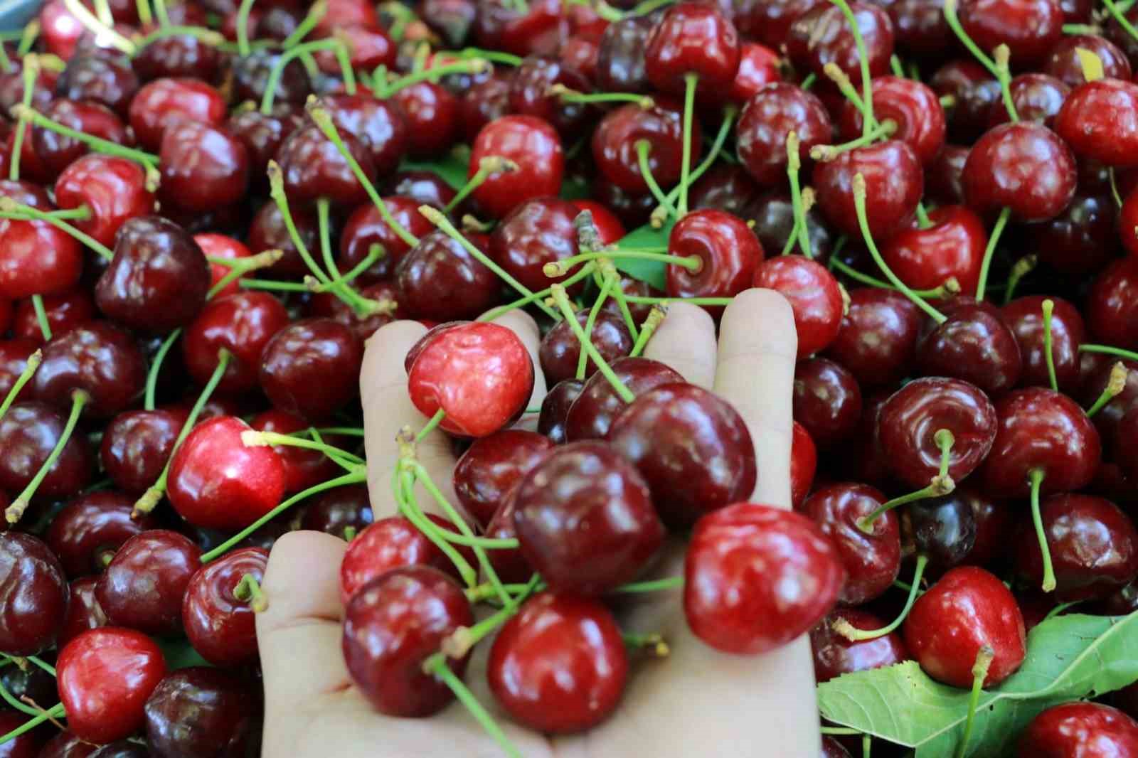 Konya’da Hadim kirazında hüzünlü hasat
