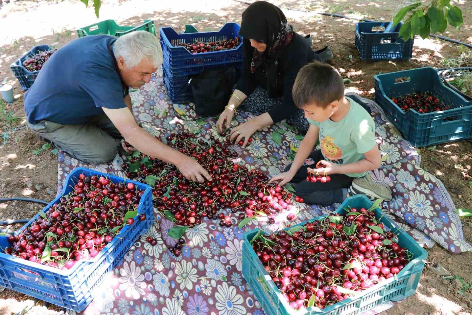 Konya&rsquo;da Hadim kirazında h&uuml;z&uuml;nl&uuml; hasat
