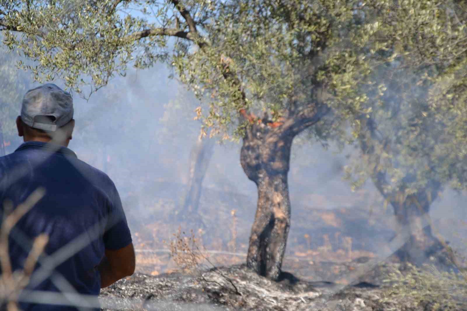 Ayvalık’ta yerleşim sitesinin yanında zeytinlik yangını