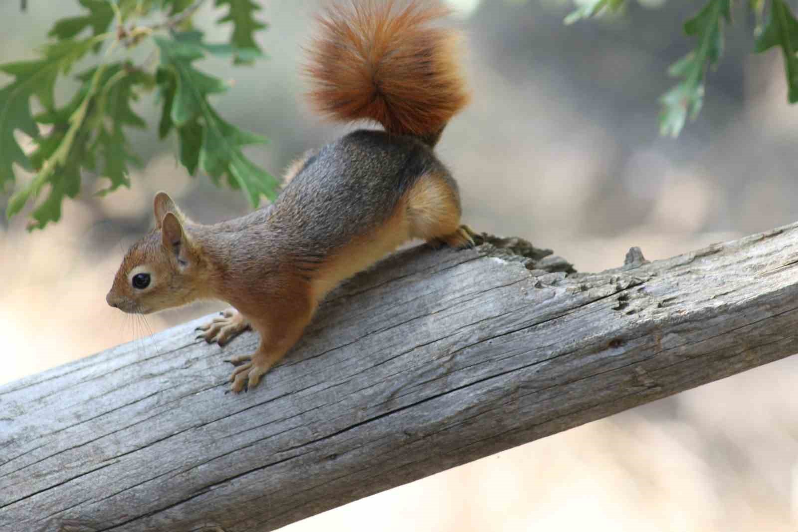 Kızıl Sincap, piknikçilerin misafiri oldu